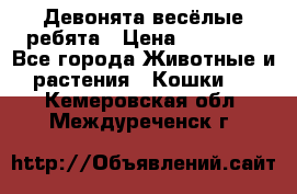 Девонята весёлые ребята › Цена ­ 25 000 - Все города Животные и растения » Кошки   . Кемеровская обл.,Междуреченск г.